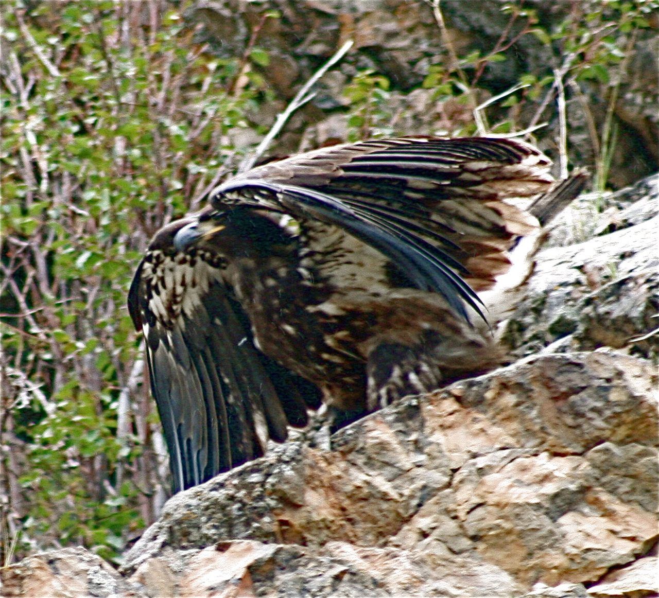 Eagle4