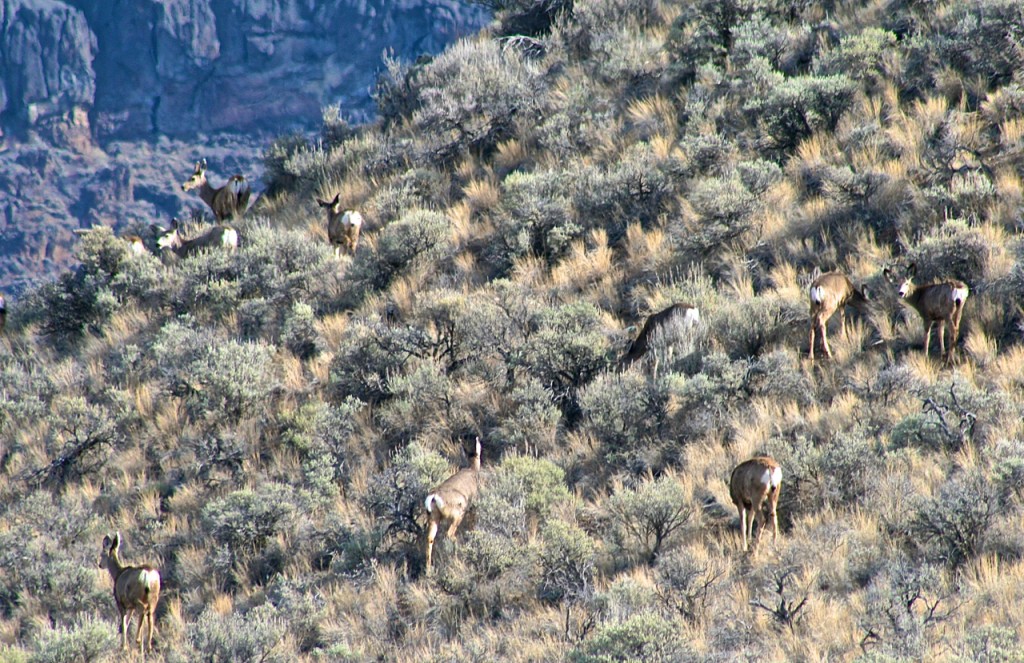 Large Herd of Deer at Lac Du Bois, BC. Mix Hart 2014