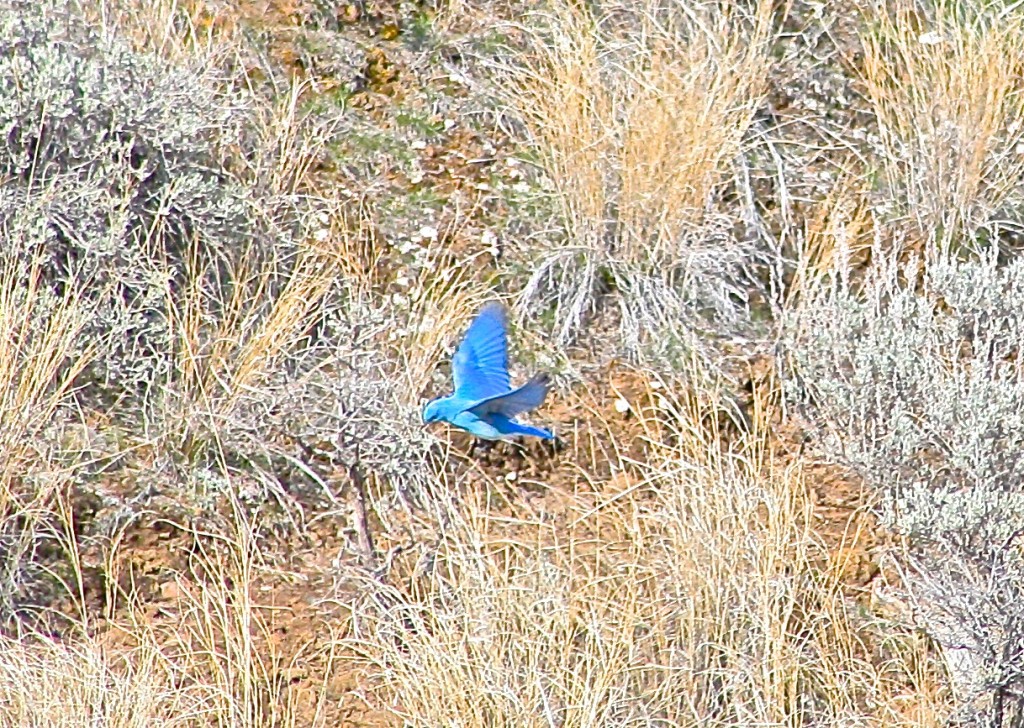 Mountain Blue Bird at Lac Du Bois, BC. Mix Hart 2014