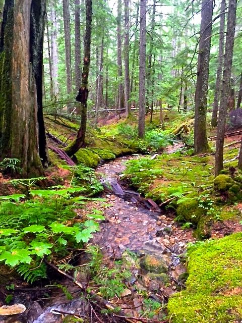 Earth's One & Only Inland Temperate Rainforest