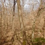 Atlanta's Old Growth Forest