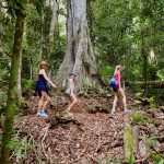 Queensland Rainforests: D'Aguilar National Park
