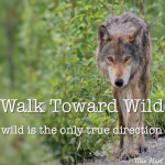 Walk Toward Wild
