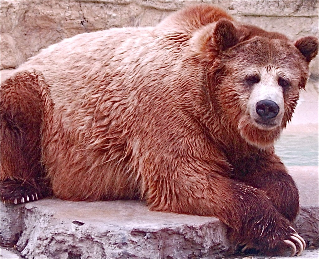 Grizzly Bear at the San Antonio Zoo, Texas. Photo by Mix Hart