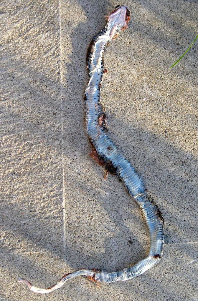 Dead snake found on my morning run.