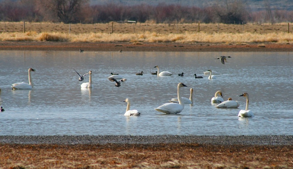 Swans at Lac Du Bois, BC. Mix Hart 2014