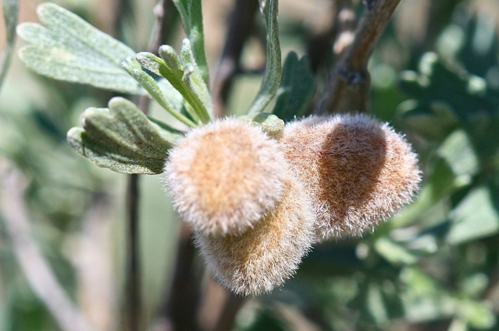 Sage berries: the little balls are super soft and fury.
