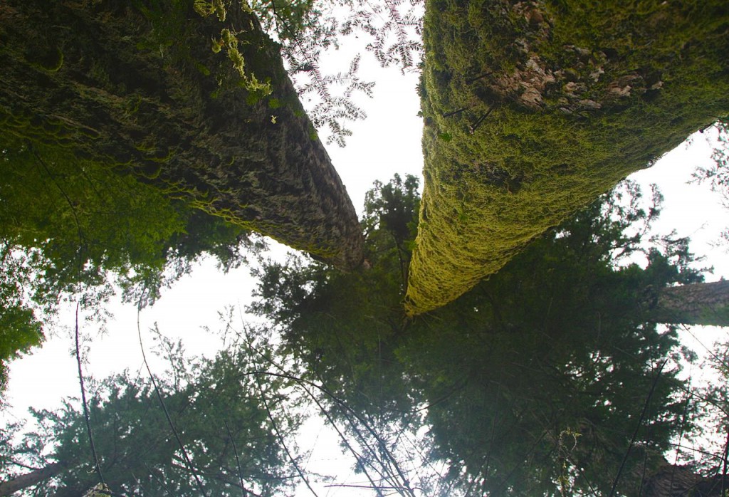 Boho Wild: Look WAY up! Douglas Fir giants, Cathedral Grove, BC